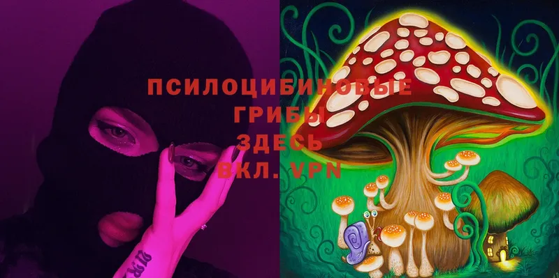 где купить   Майский  Галлюциногенные грибы Psilocybine cubensis 